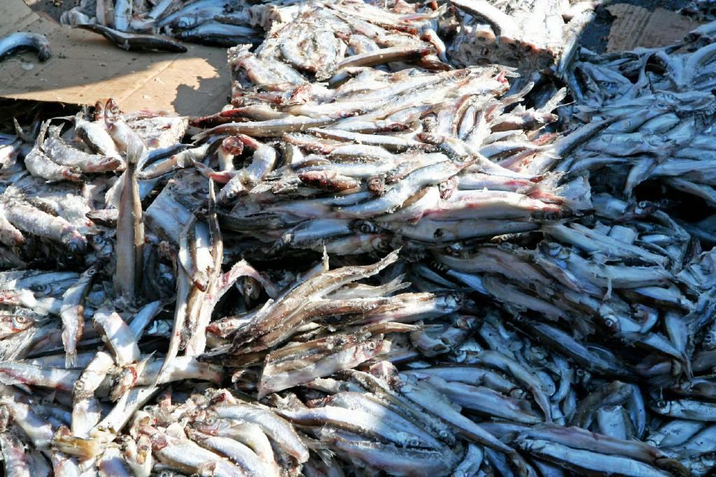 ������ �������� _2